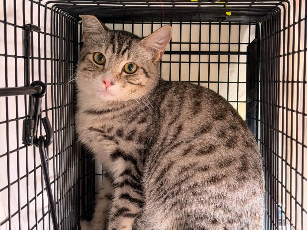 Grey tabby cat with a white chest sitting inside a humane trap