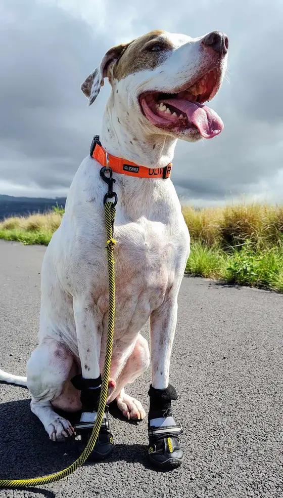 Oliver, a white and tan dog wearing an orange collar and protective boots, sitting outdoors.