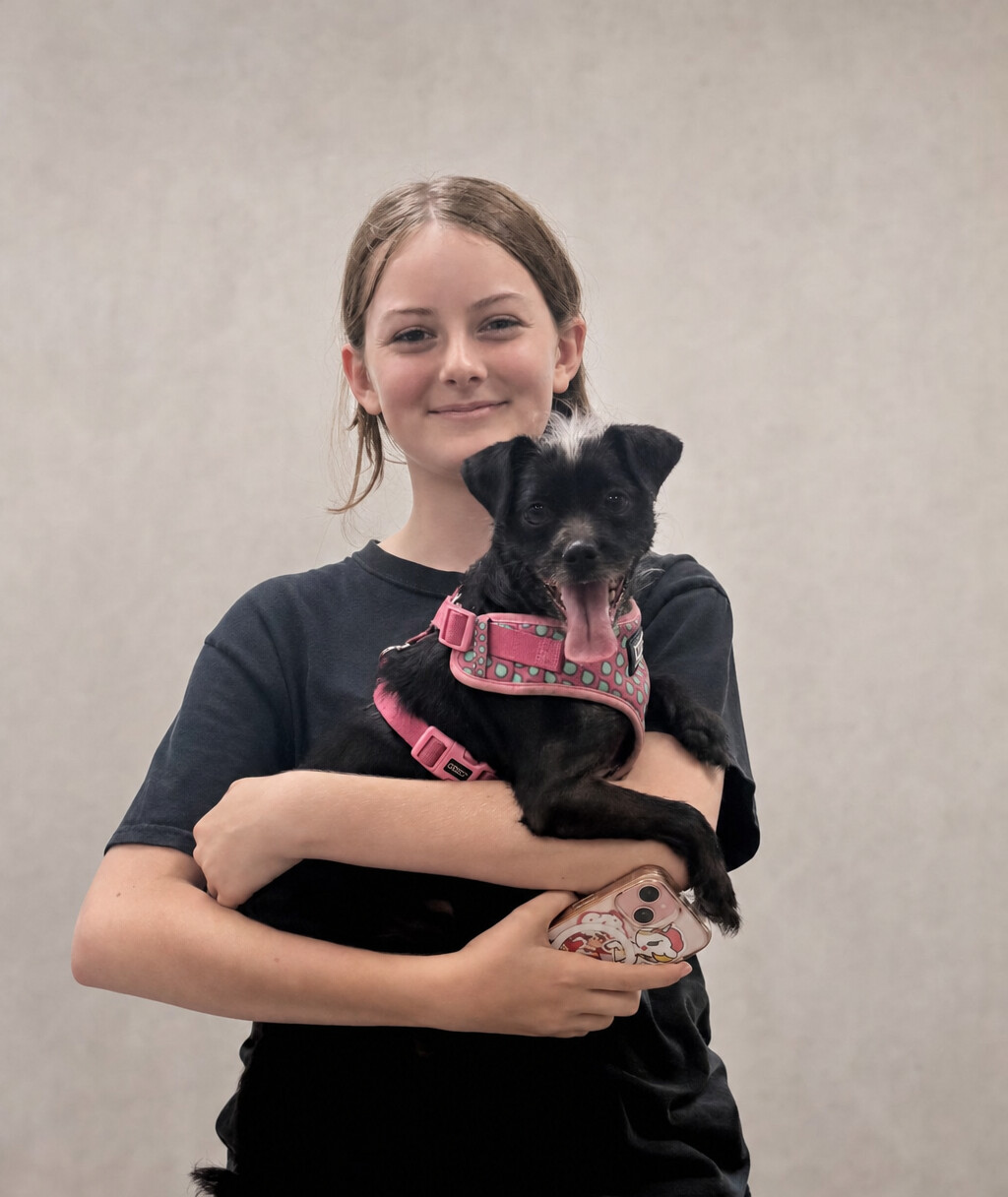 A person holding a small black dog in a pink harness against a neutral backdrop.