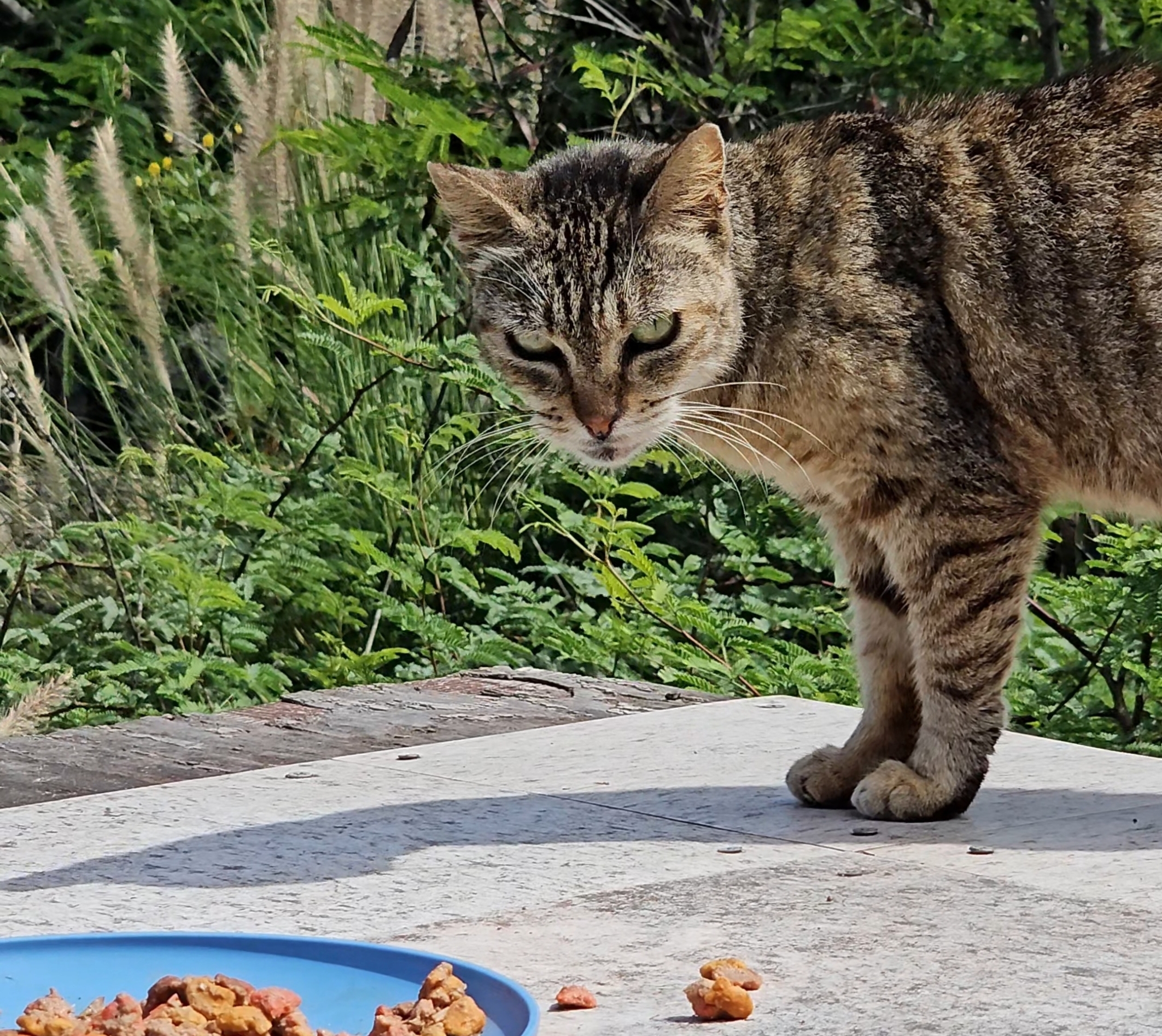 Tabby cat looking at food plate