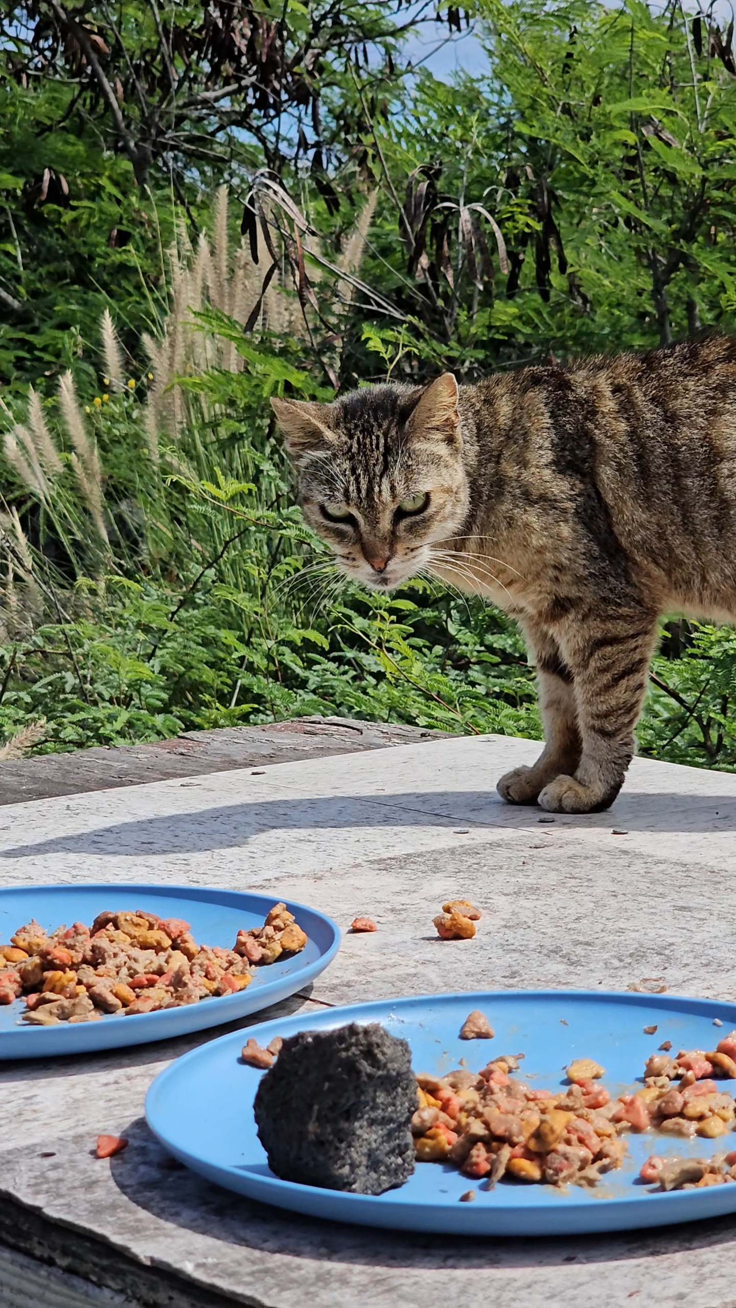 feral/stray cat approaching food bowl