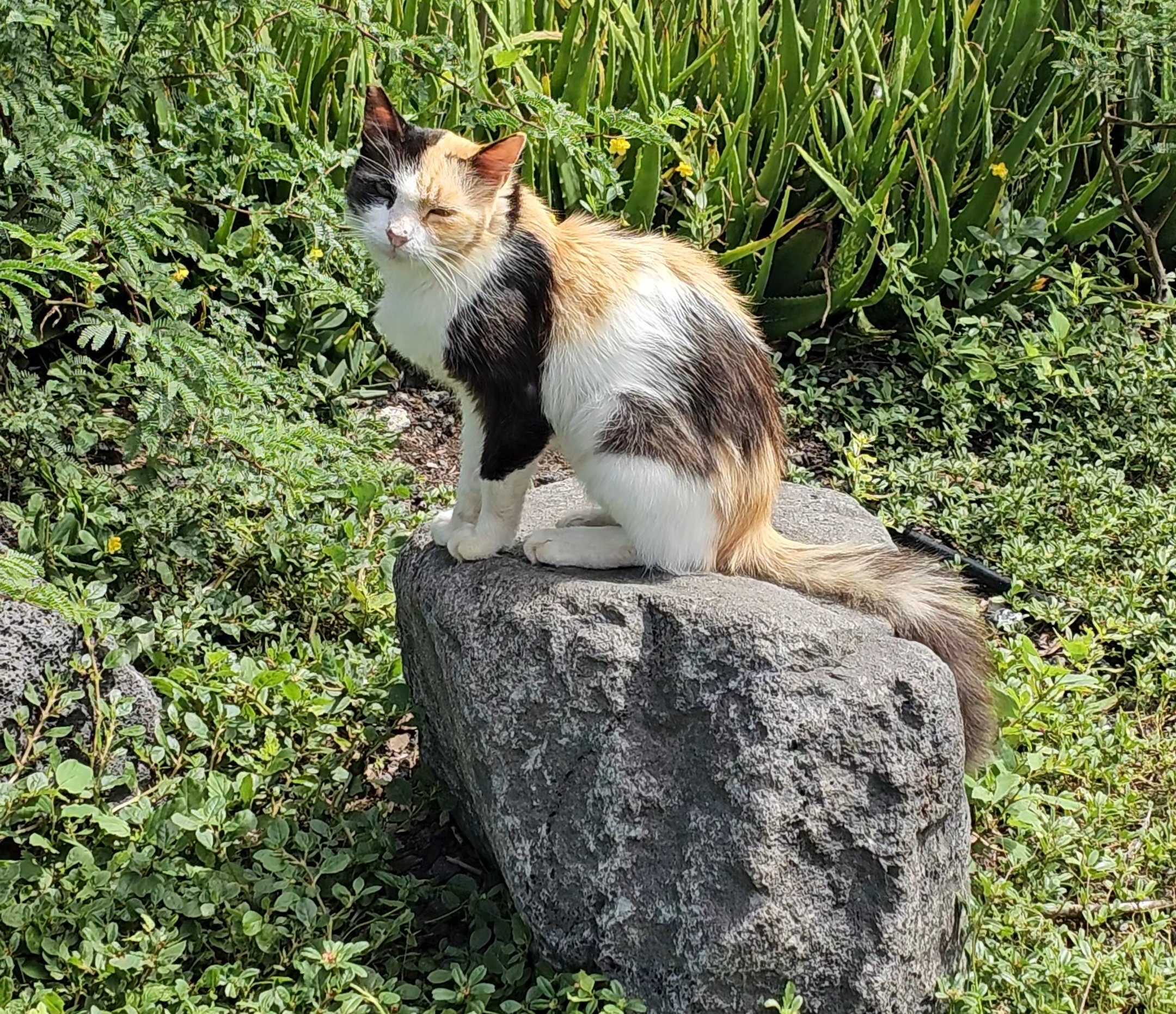 white, orange, and black cat sitting on a rock