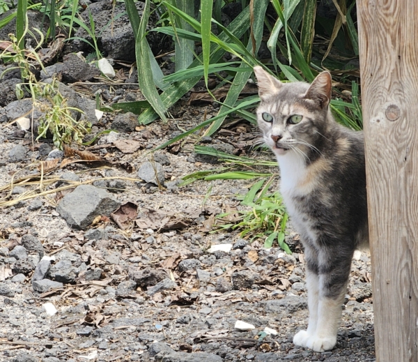 Gray cat with white and beige markings standing outside and looking ahead