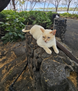 Beige cat with a light brown/face face laying on a black rock ledge