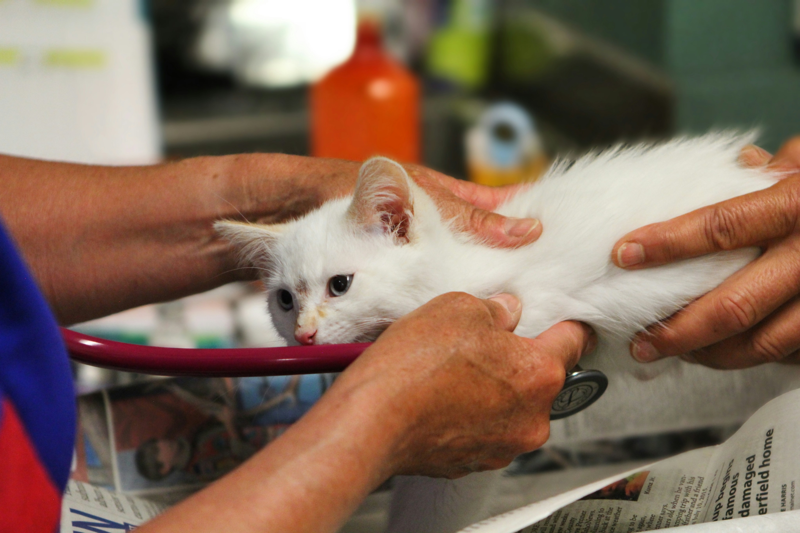 white kitten being examined by bet