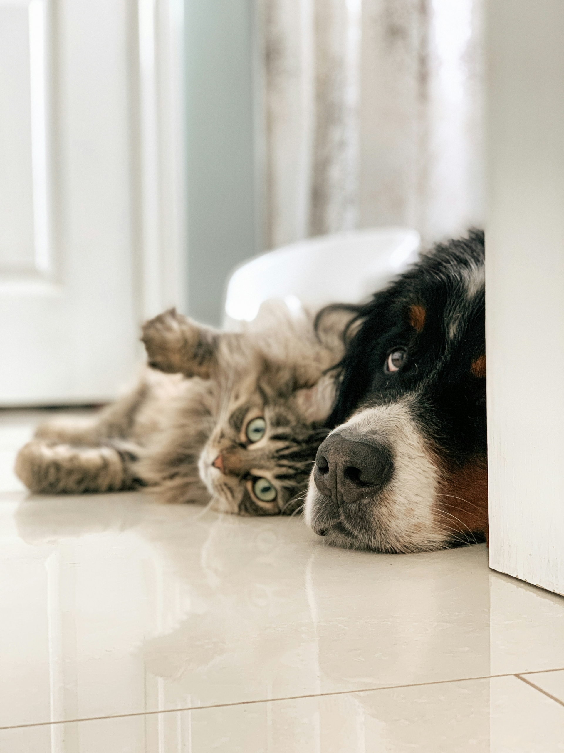 Dog and cat laying on the floor together